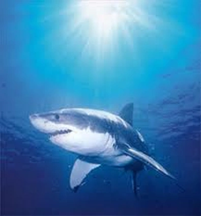 特产-角鲨烯 Shark Squalene