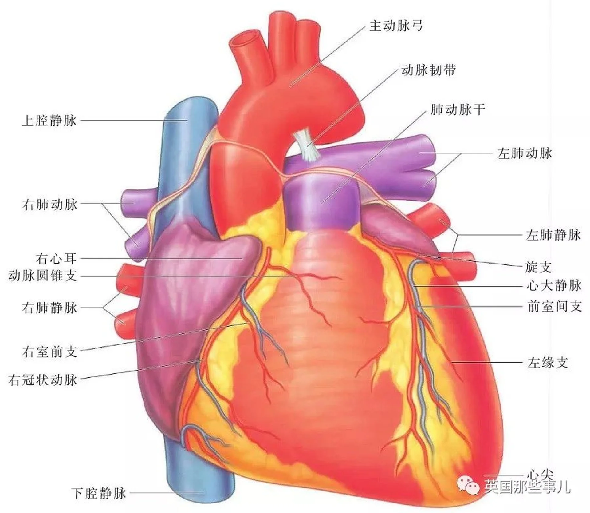 全身五脏六腑都镜像般反着长错了位置...而她却活成了99岁的奇迹!