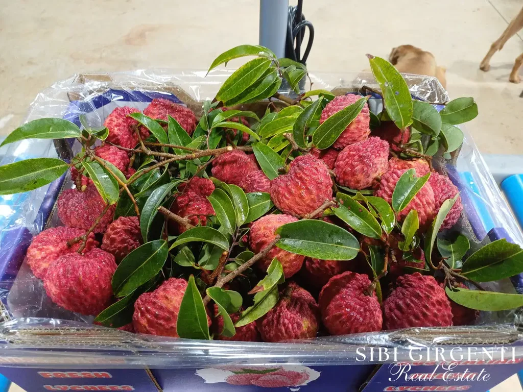 Mutchilba  Established Lychee Orchard