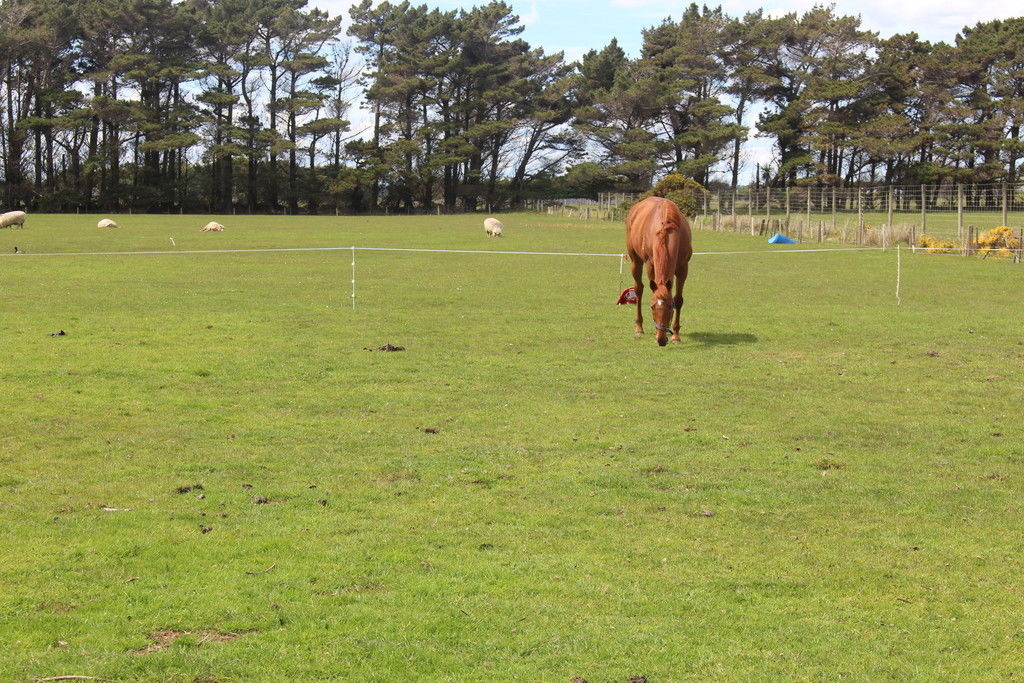 117 Aicken Road, Otatara, Invercargill, 0 Kuwarto, 0 Banyo