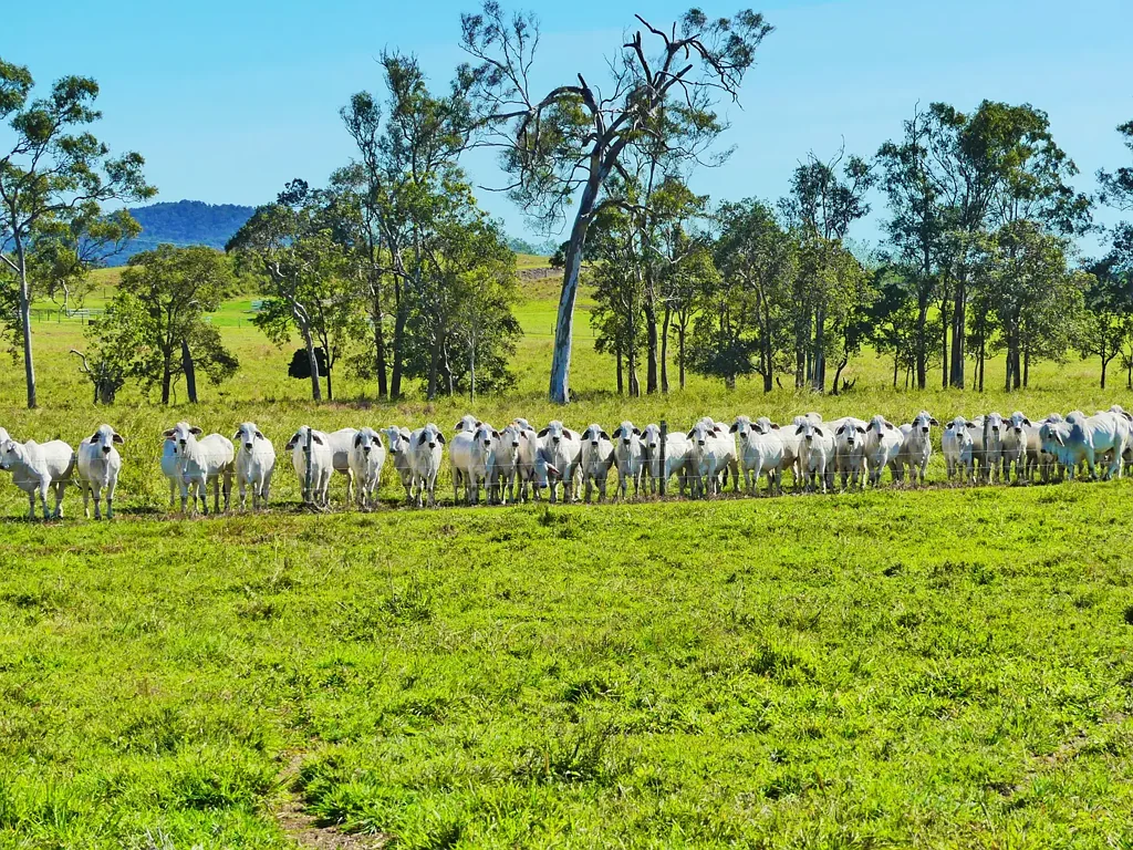 Victoria Plains "Pine View Park " Premium Primary Production, Premises & Position