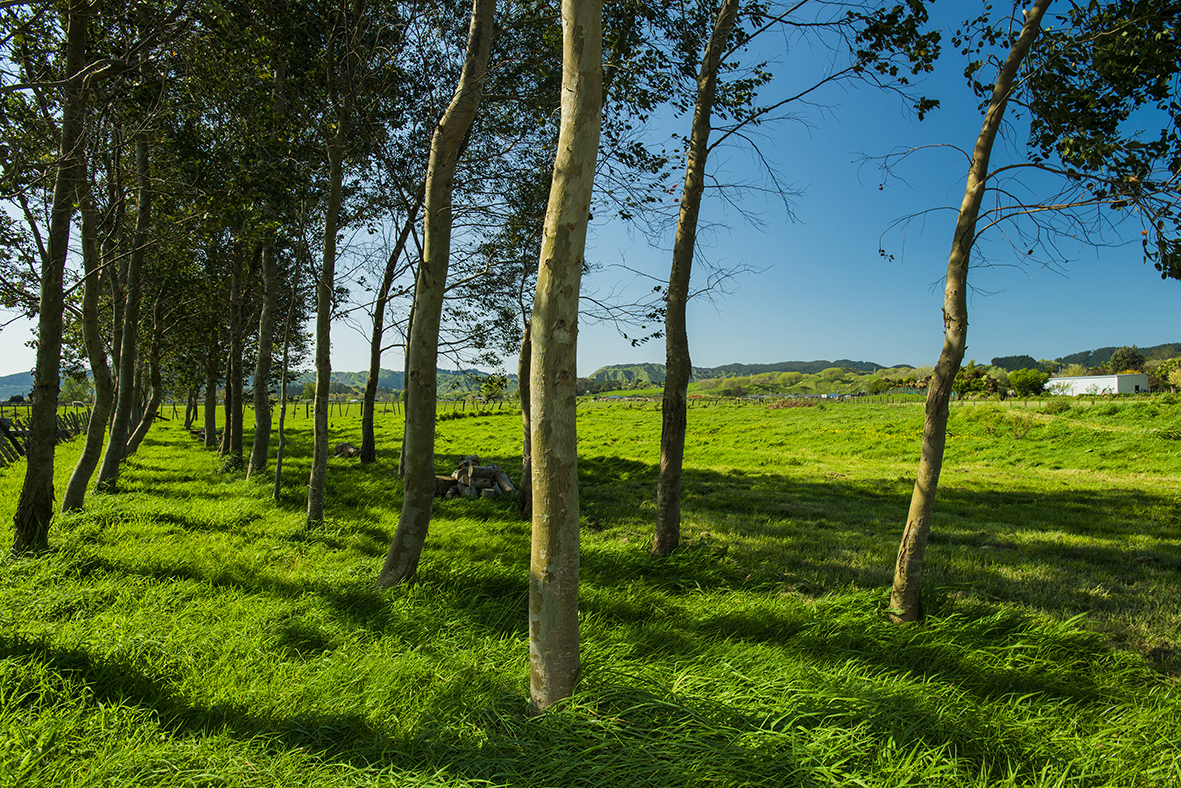 495a Nelson Road, Riverdale, Gisborne, 4房, 0浴