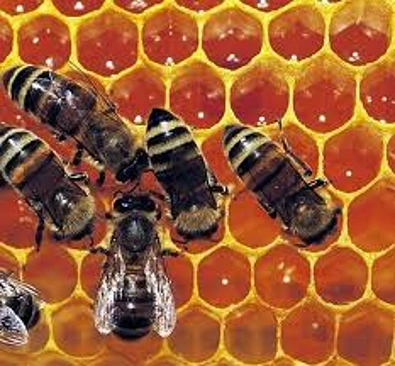 特产-蜂胶 Bee Propolis