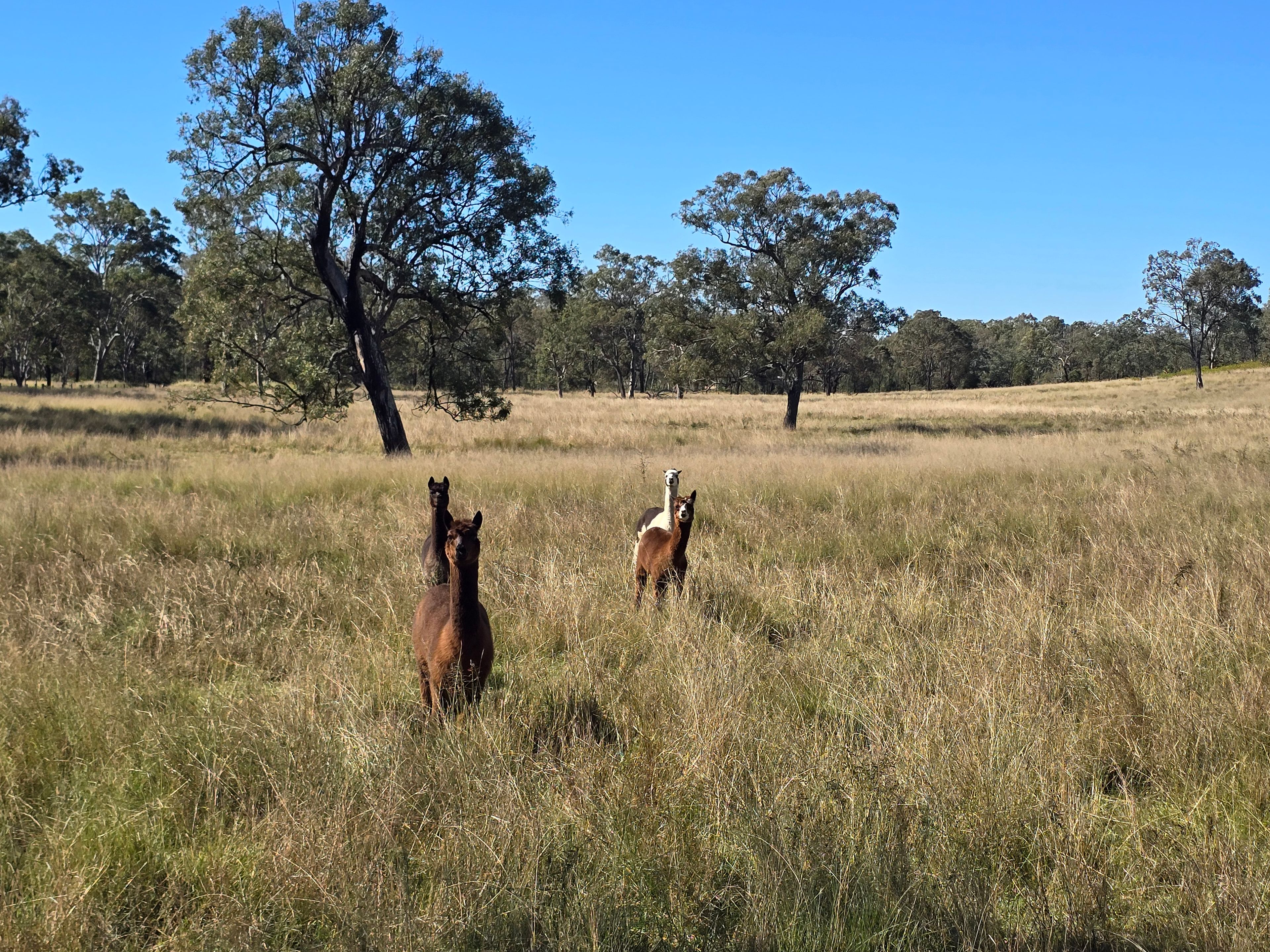 330 EMU CREEK RD, EMU CREEK QLD 4355, 0房, 0浴, Lifestyle Property