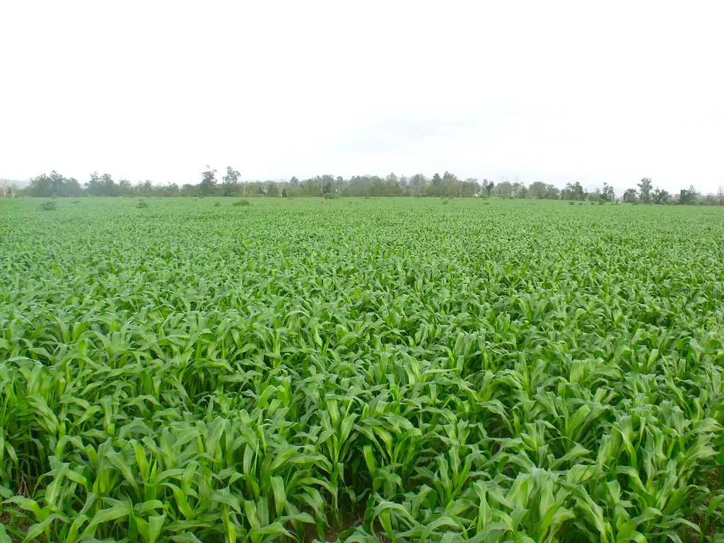 Kyogle HIGHLY PRODUCTIVE PROPERTY WITH WATER SECURITY