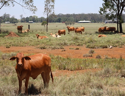 50 D'Aguilar Highway, Kingaroy, Wide Bay, 0房, 0浴, Lifestyle Property
