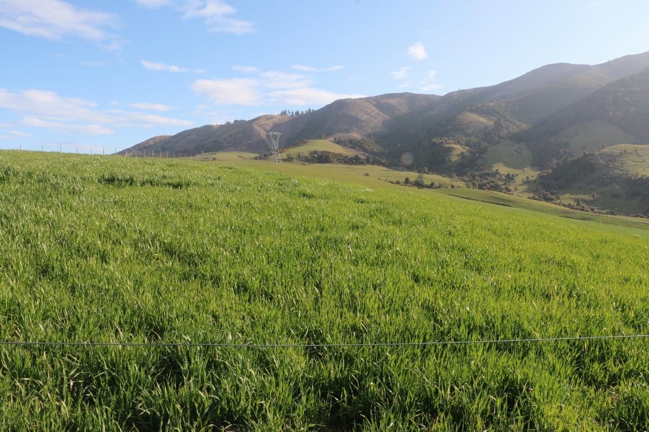 Mill Road, Waimate, Waimate, 0 રૂમ, 1 બાથરૂમ