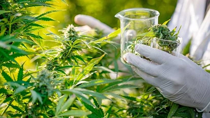 大逆转！最新调查：大部分人对大麻合法化说NO！这事儿你怎么看？