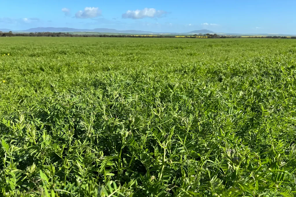 Wanilla Mixed Farming - Reliable Rainfall