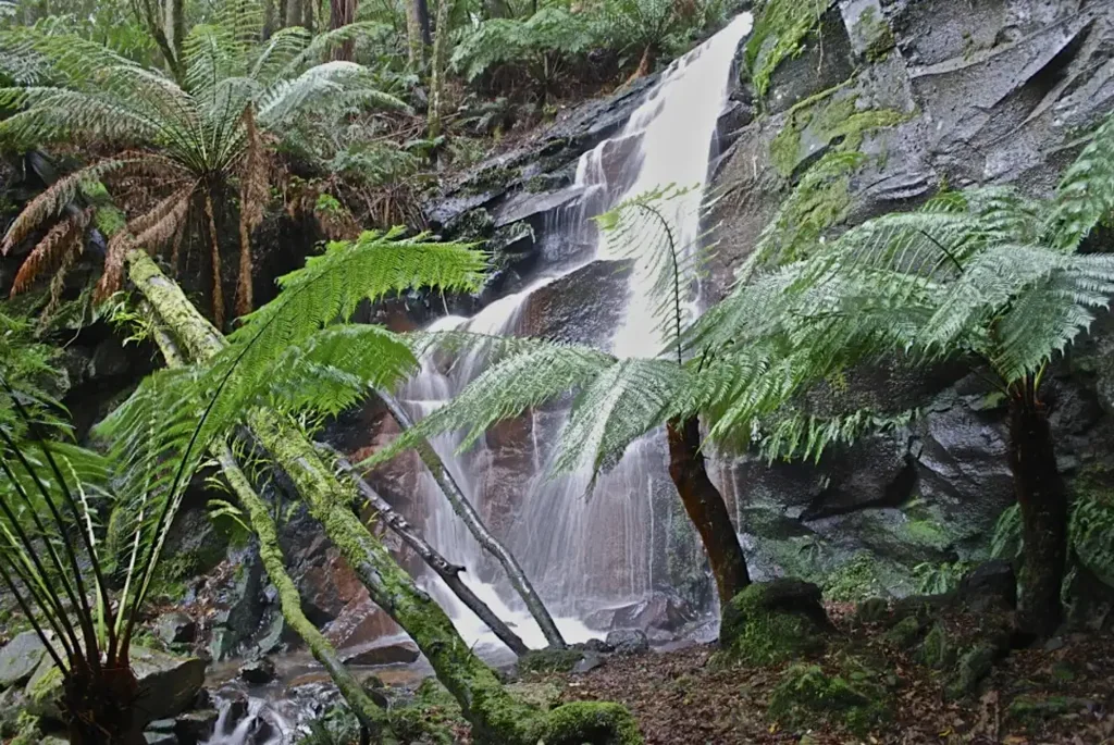 Lavers Hill DISCOVER YOUR WILDERNESS WONDERLAND