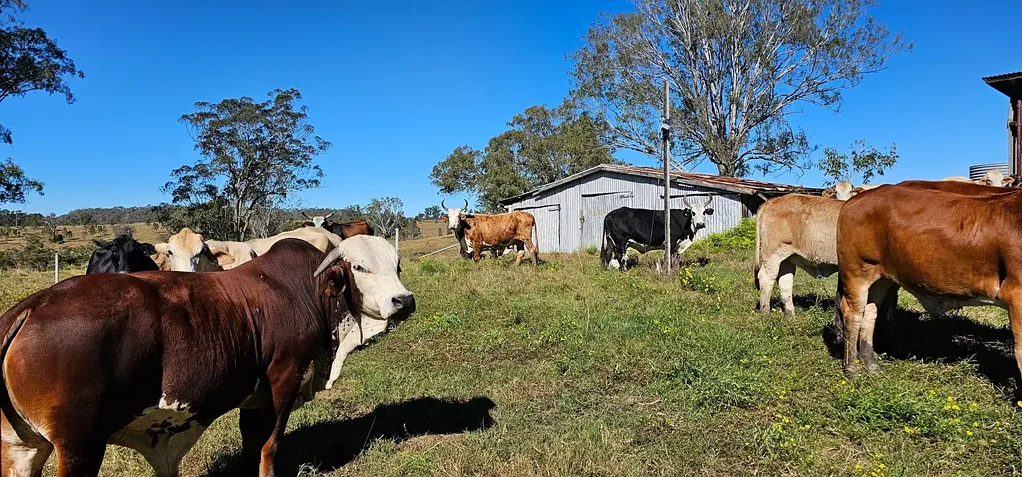 981 Old Dyraaba Road, Lower Dyraaba, NSW 2470