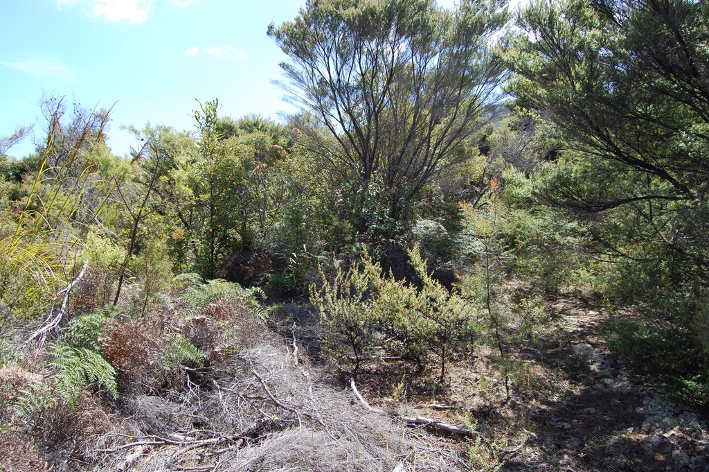 Hauraki Gulf Islands