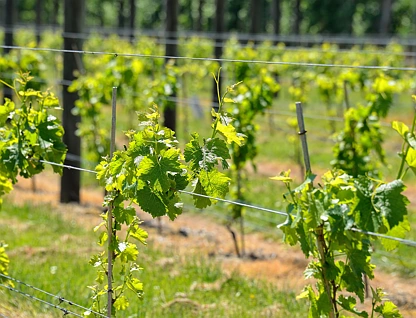 Ngakoroa Road, Ormond, Gisborne, 0 ਕਮਰੇ, 0 ਬਾਥਰੂਮ, Viticulture