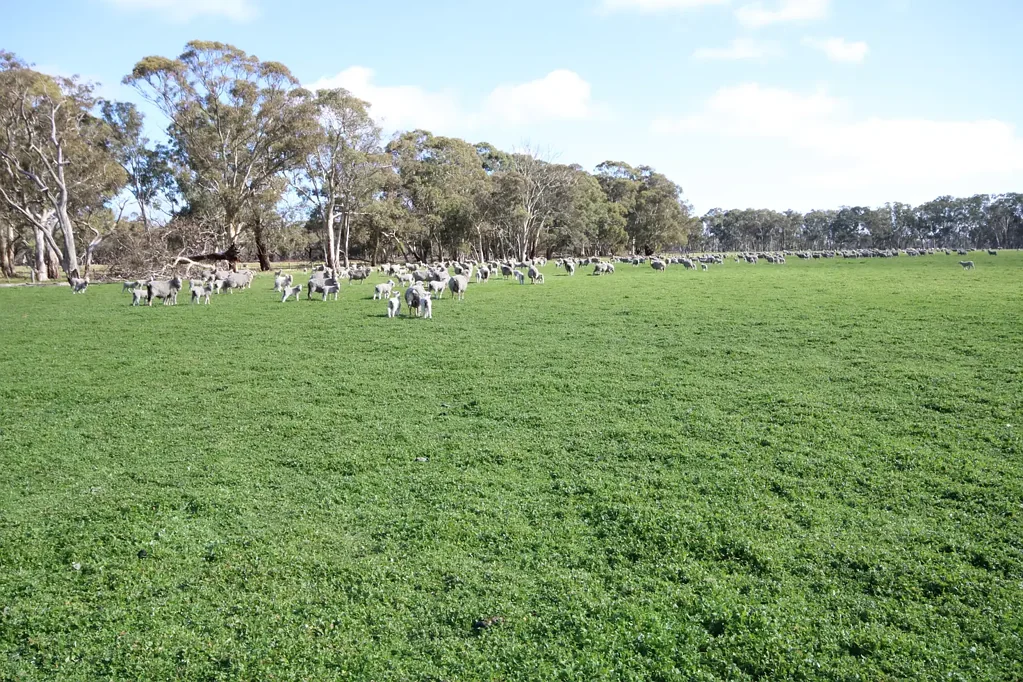 Naracoorte Woodalla