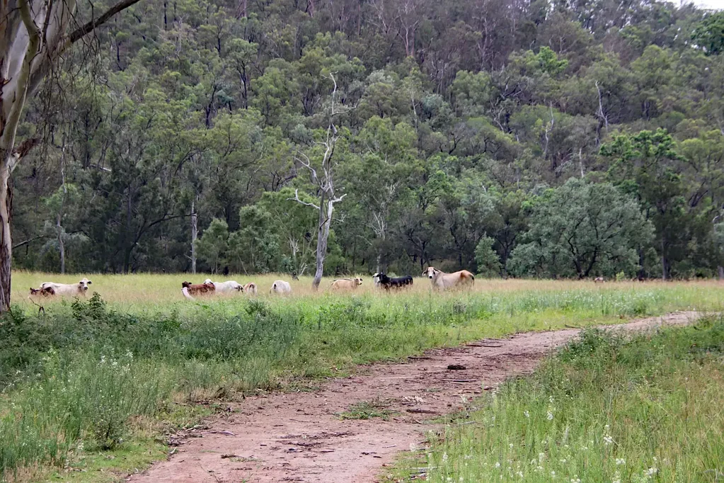 Monto Burnett River Starter Block