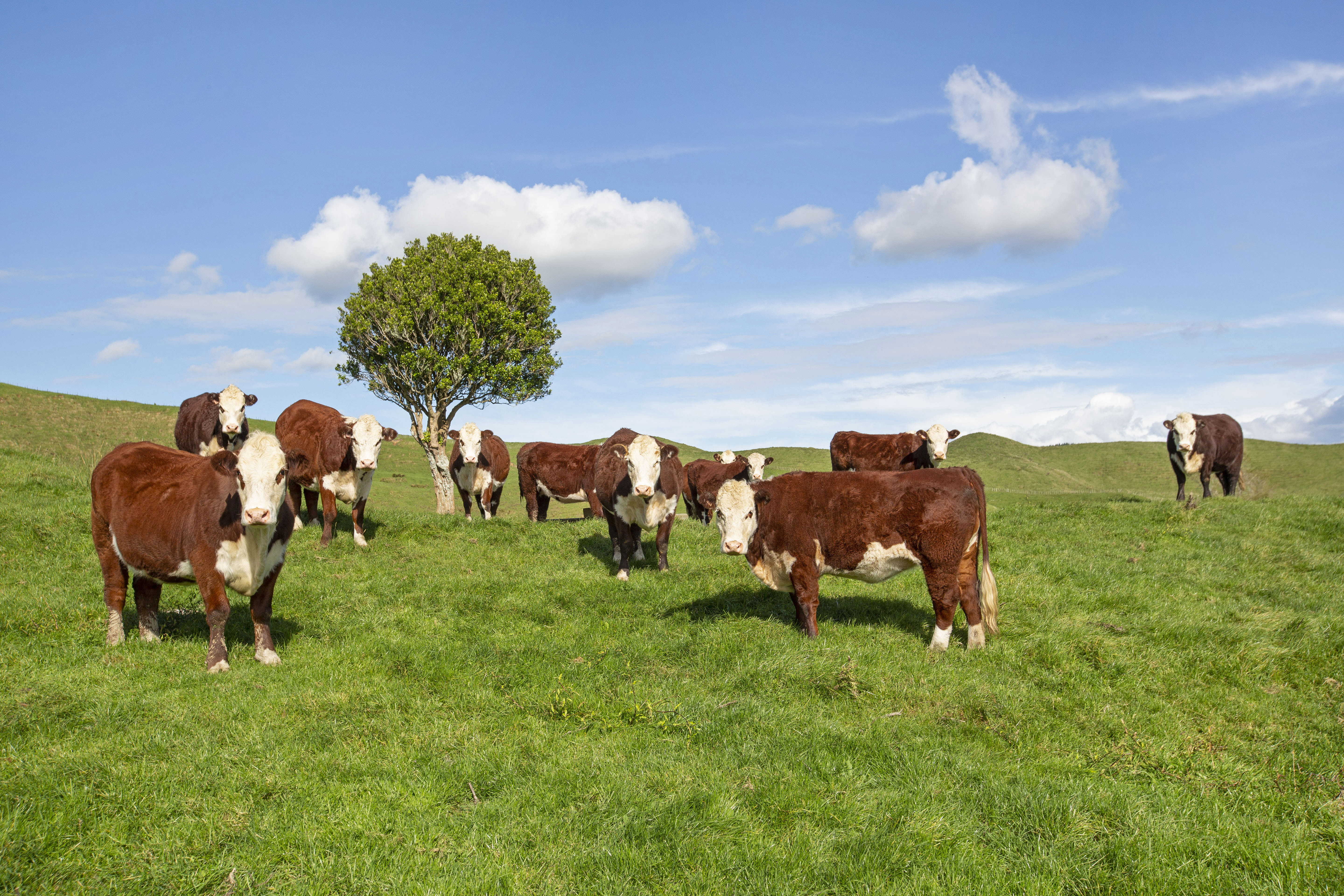 3099 State Highway 4, Aria, Waitomo, 0 phòng ngủ, 0 phòng tắm, Specialist Livestock