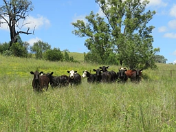 "Burnima" 121 Sheep Station Creek Rd, Bingara