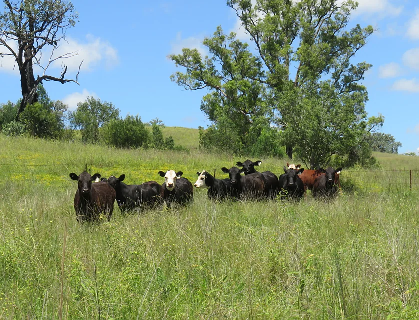 "Burnima" 121 Sheep Station Creek Rd, Bingara, Tamworth, 1 ਕਮਰੇ, 1 ਬਾਥਰੂਮ, Lifestyle Property