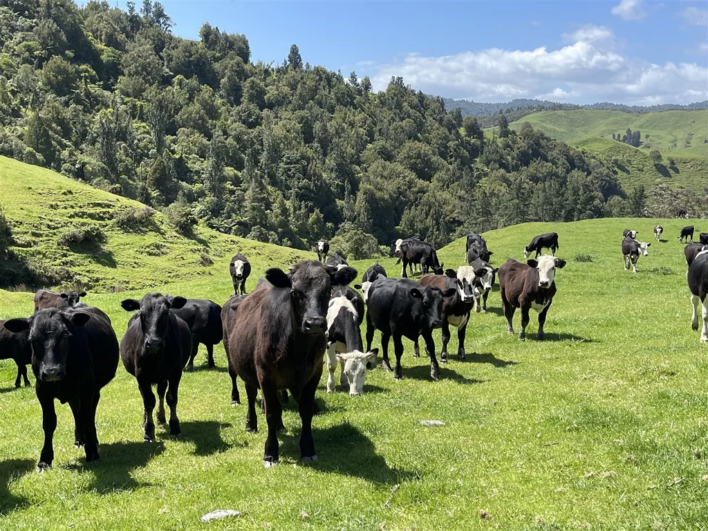 Otorohanga First Farm, Support Block or Lifestyle Change