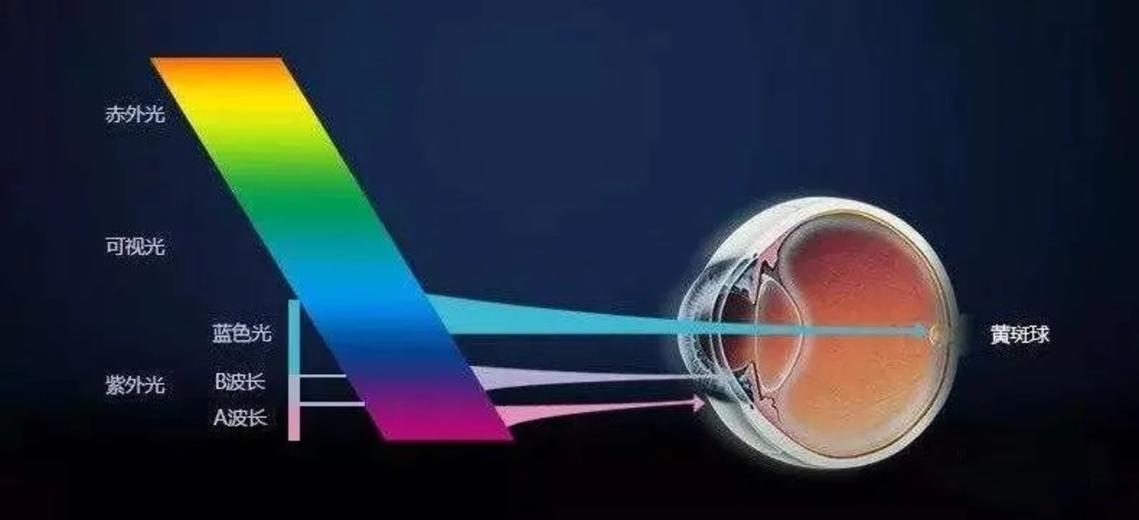 最新研究说对着屏幕伤眼伤脑还加速衰老，可是你舍得放下手机吗