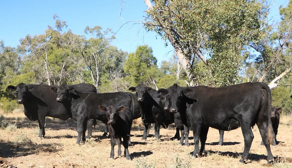 Morven  "Rocky" - Creek Flats - Low Mulga - Secure Water