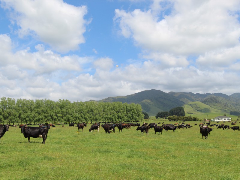 1550 Top Grass Road, Rangitikei Surrounds, Hawkes Bay, 0 Schlafzimmer, 0 Badezimmer