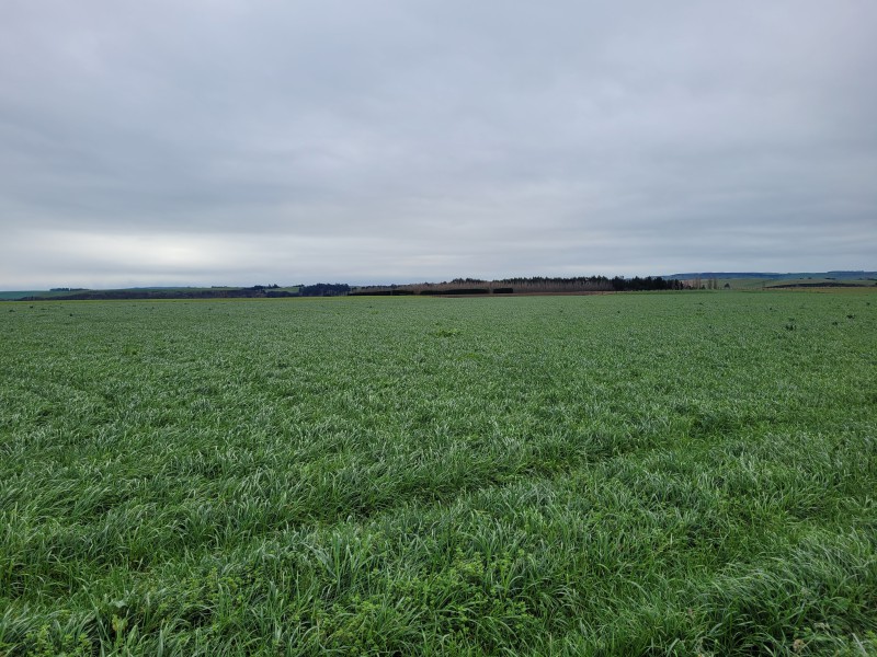 Incholme School Road, Five Forks and Surrounds, Waitaki, 0 Kuwarto, 1 Banyo, Bare Land