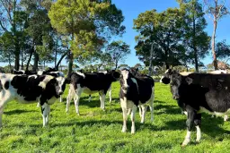 Cobden-South Ecklin Road, Cobden