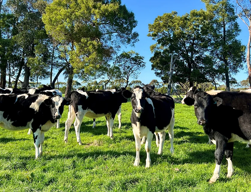  Cobden-South Ecklin Road, Cobden, Warrnambool and South West, 0房, 0浴, Lifestyle Property