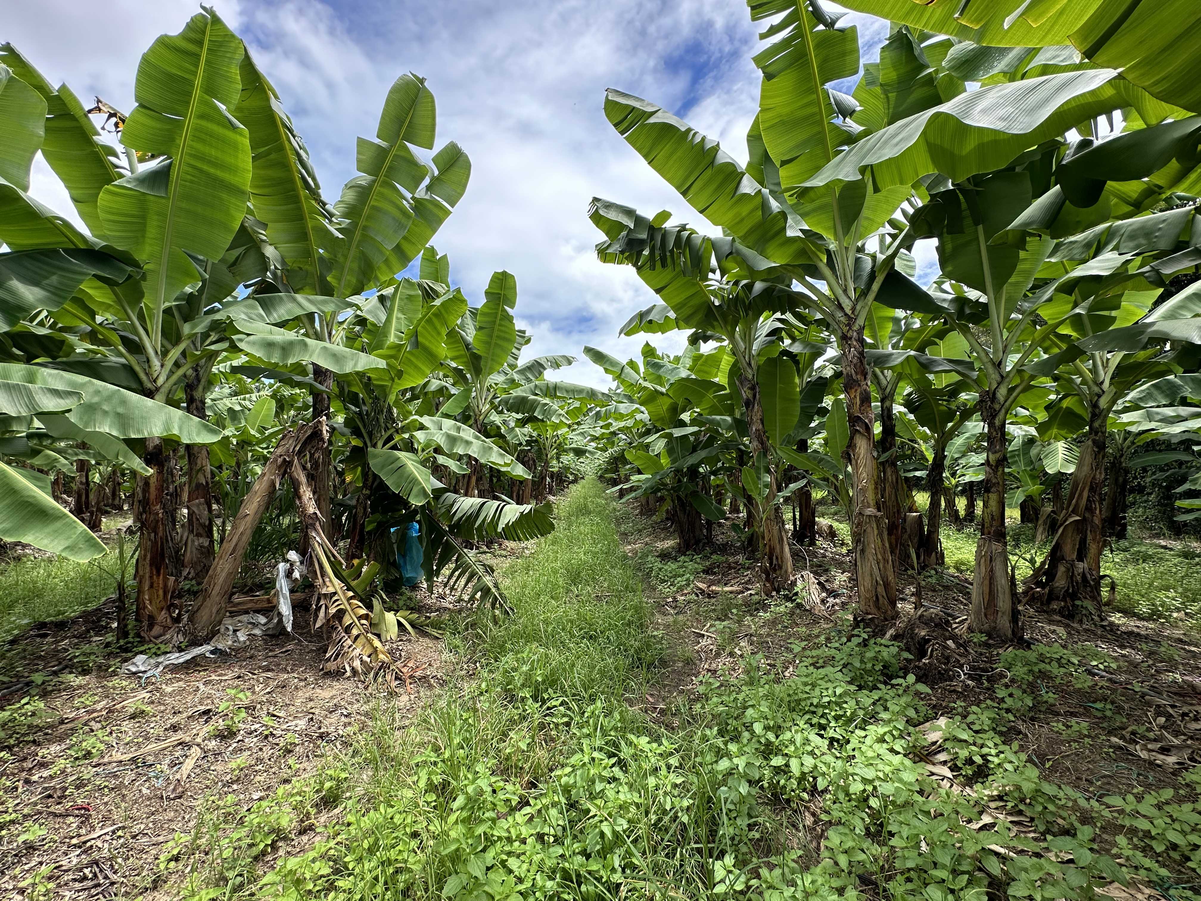 54 TEA PLANTATION RD, JARRA CREEK QLD 4854, 0 રૂમ, 0 બાથરૂમ, Lifestyle Property