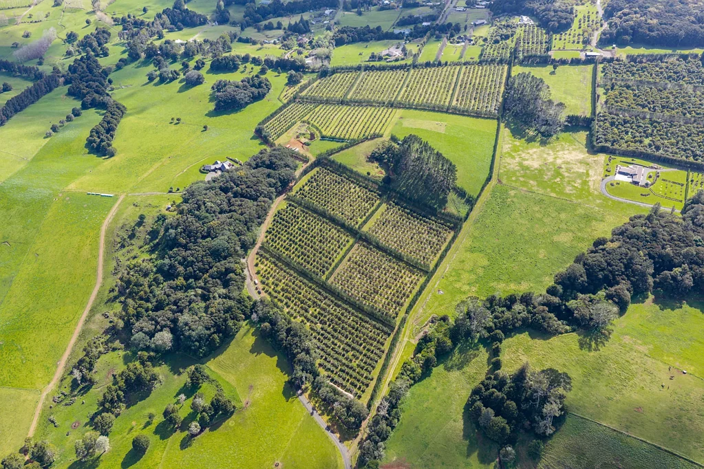 Maungatapere Premium volcanic orchard