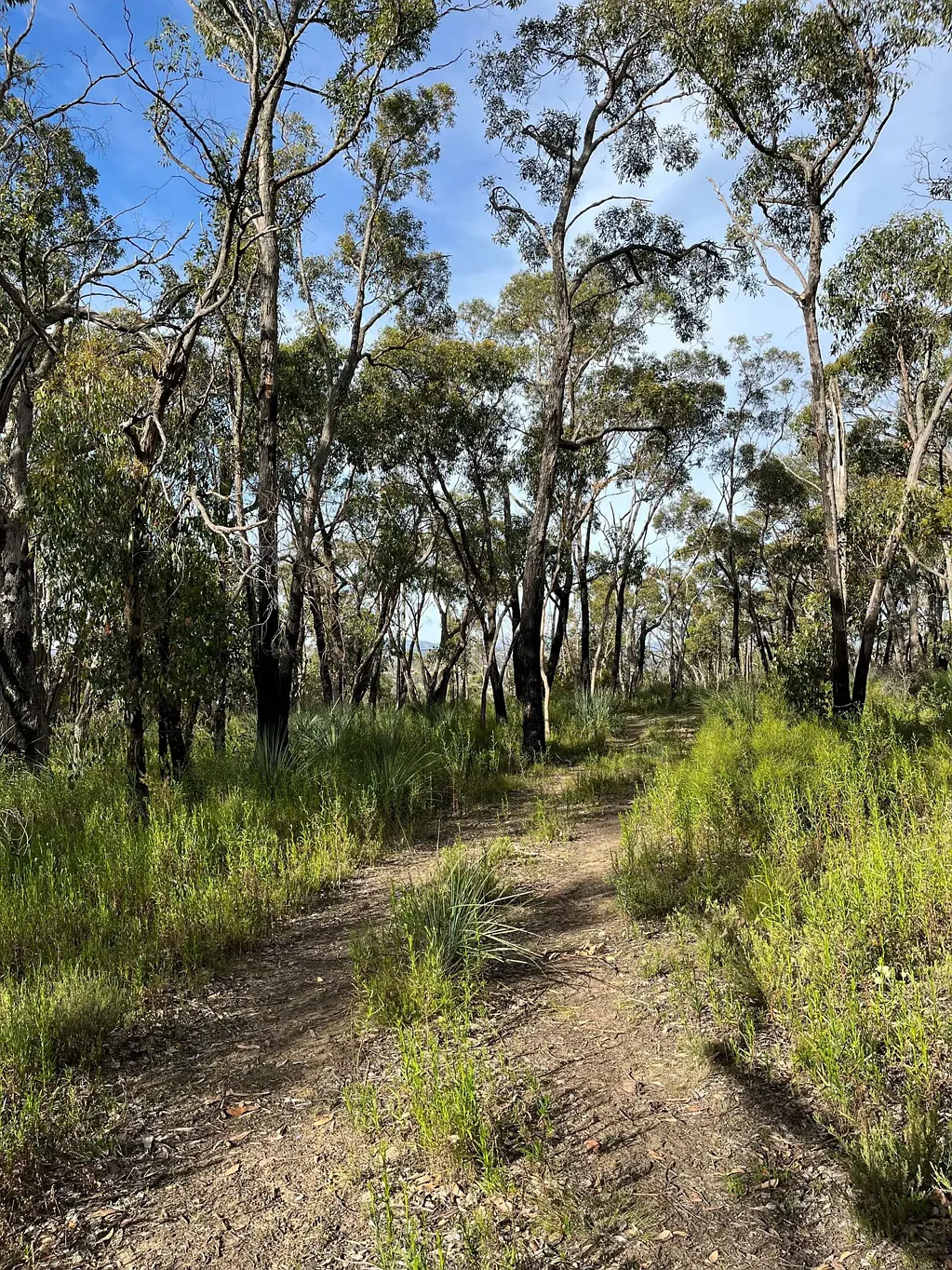Lot 6 Moores Road, Montacute, SA 5134