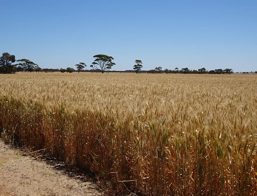  Williams Kondinin Road, Kondinin, Wheat Belt, 0 chambres, 0 salles de bain, Lifestyle Property