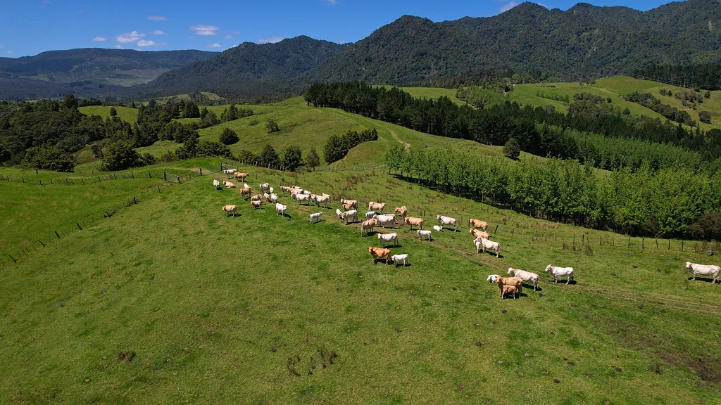 Waima 127ha productive farm with homely charm