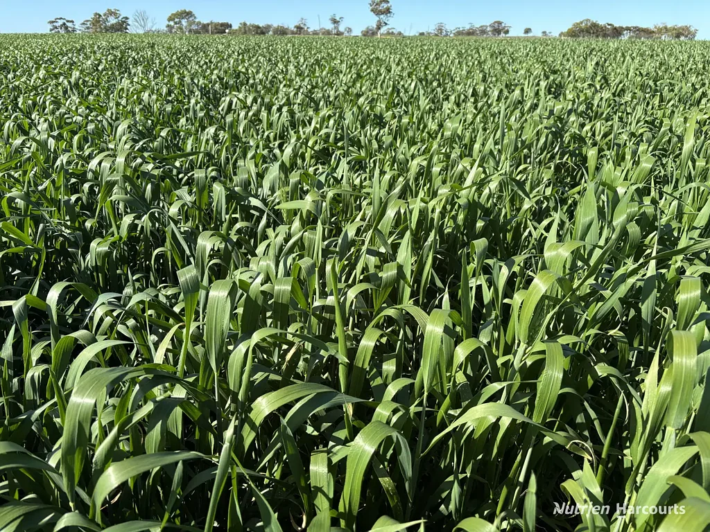 Cunderdin 'Blue ribbon' quality country in reliable Cunderdin