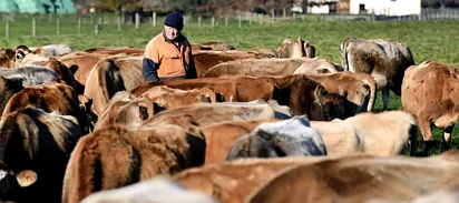 奶农日子不好过，全球乳价指数创年内新低