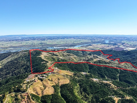 Port Waikato  Abandoned 372ha harvested forestry block