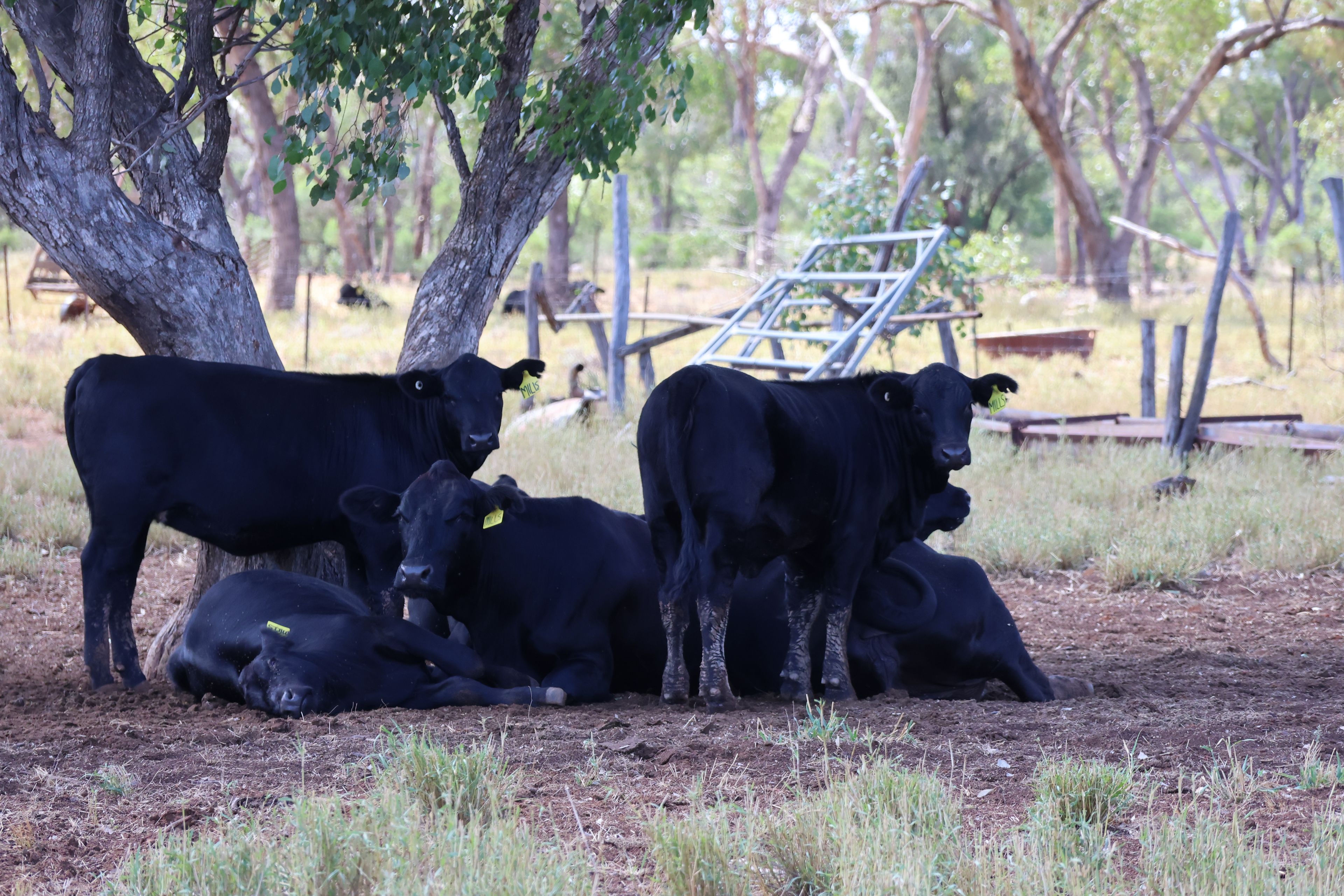 27019 MITCHELL HWY, BAKERS BEND QLD 4470, 0 રૂમ, 0 બાથરૂમ, Lifestyle Property