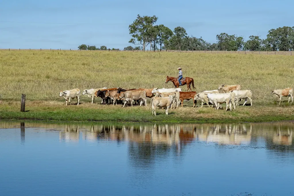 Johnstown "Tulagi" Premium South Burnett Cattle Country Across 7 Titles