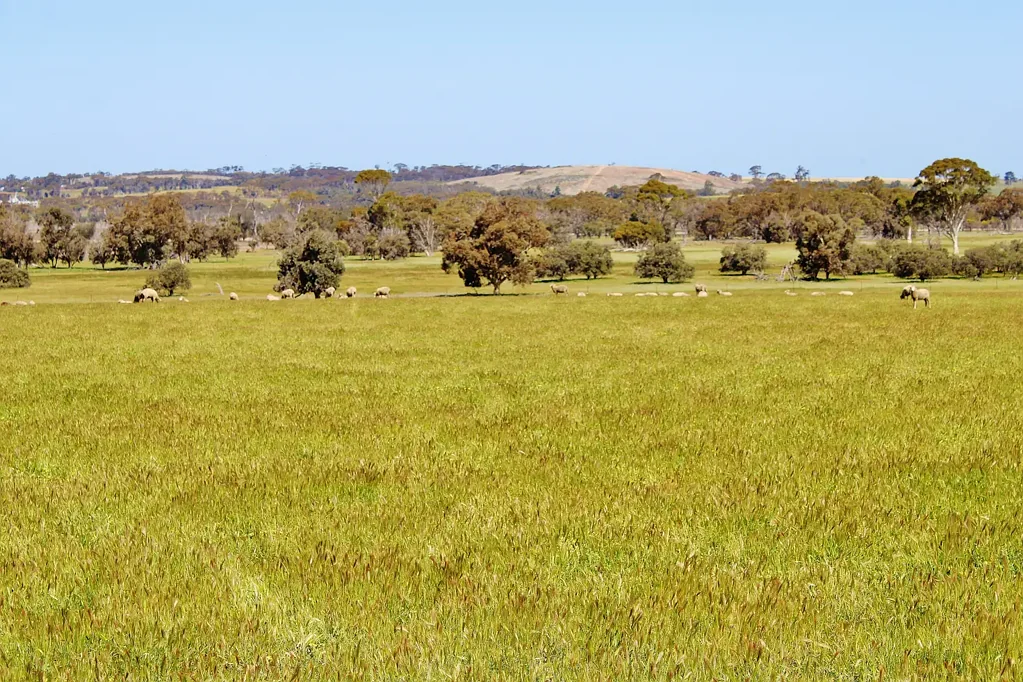 Wagin Historical Rural Retreat with Endless Possibilities (163 acres)