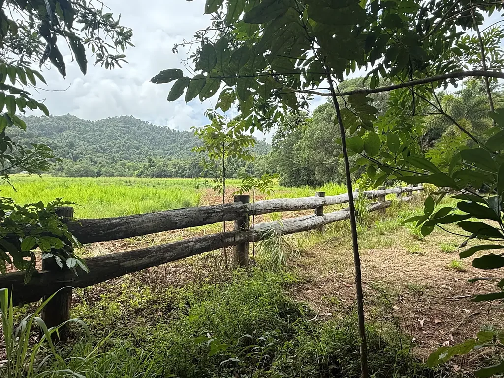 Friday Pocket Mission Beach Hinterland Lifestyle Acreage