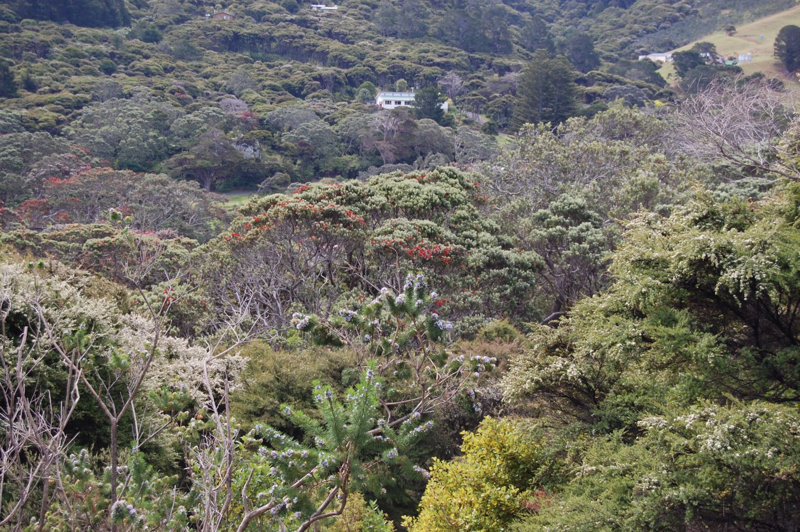 Hauraki Gulf Islands