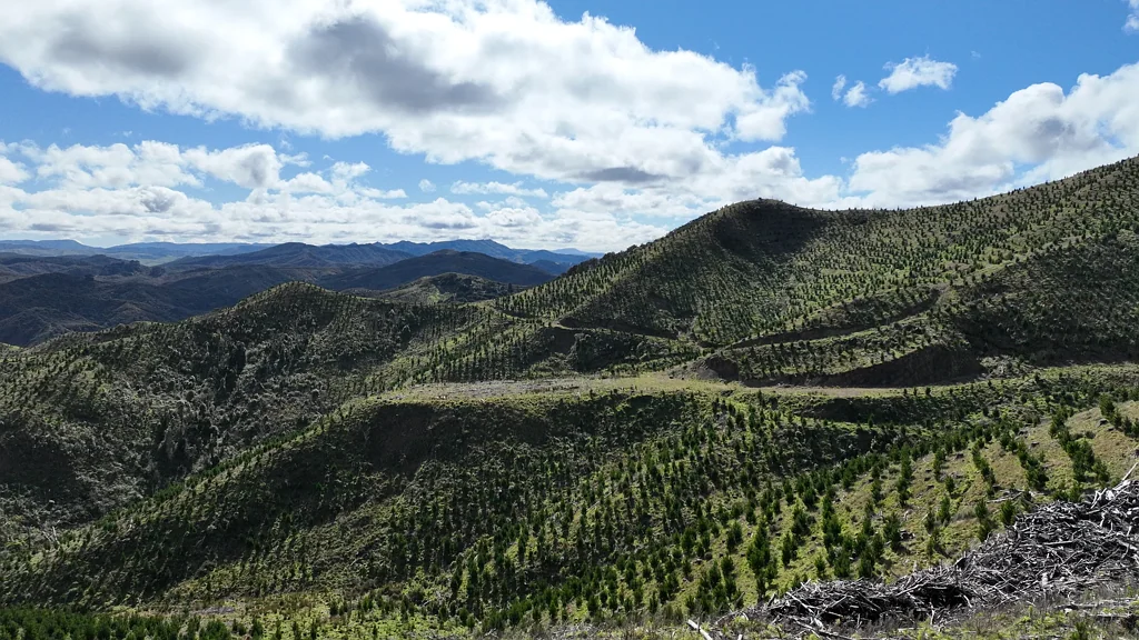 Tinui Te Mai Iti Forest