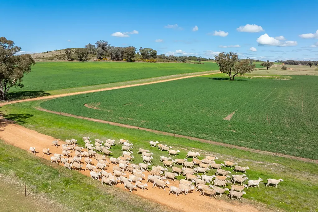Grenfell CHARMING 1926 HOMESTEAD SET ON 2,115ACRES OF GRAZING & FARMING COUNTRY