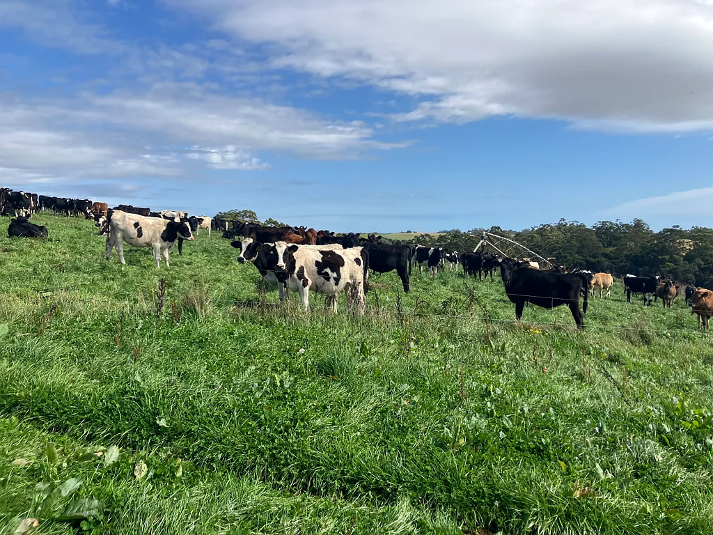 Montumana  Beef - Dairy - Vegetables