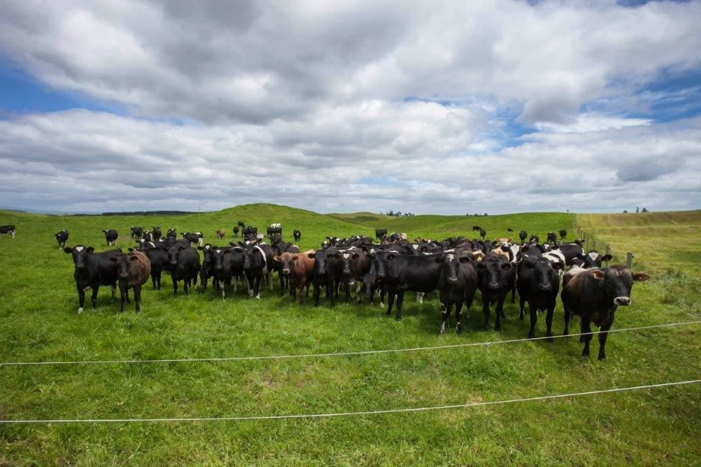 81 Key Road, Kinleith, South Waikato, 0 rūma, 1 rūma horoi