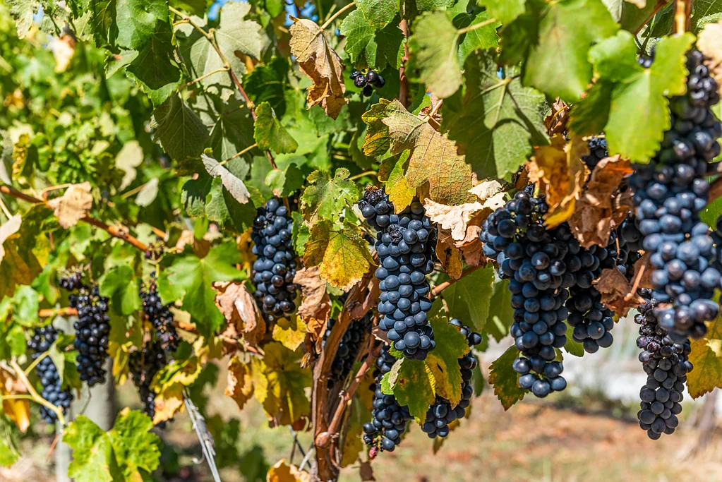 Heathcote FORMER 'WANTED MAN' VINEYARD