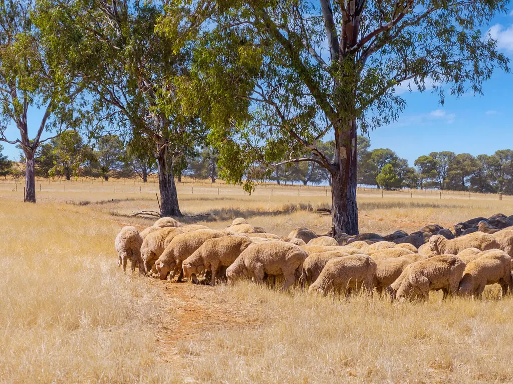 Mannanarie  Genuine Opportunity - Versatile Mid North Farming Country
