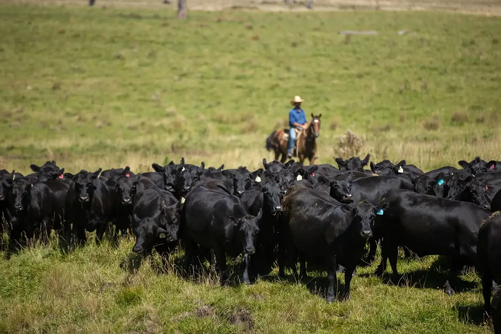 1006 Green Hills Road, Guyra, NSW 2365