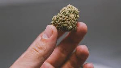 新西兰将举行大麻合法化公投，你会赞成吗？